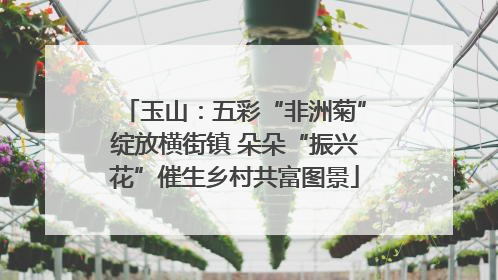 玉山：五彩“非洲菊”绽放横街镇 朵朵“振兴花”催生乡村共富图景