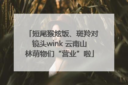 短尾猴炫饭、斑羚对镜头wink 云南山林萌物们“营业”啦