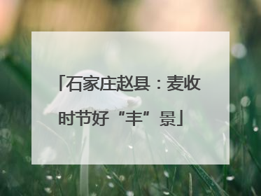 石家庄赵县：麦收时节好“丰”景