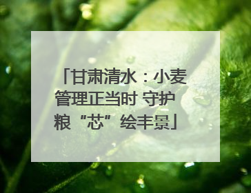甘肃清水：小麦管理正当时 守护粮“芯”绘丰景