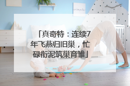真奇特：连续7年飞燕归旧巢，忙碌衔泥筑巢育雏
