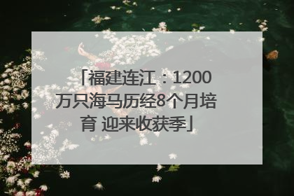 福建连江：1200万只海马历经8个月培育 迎来收获季