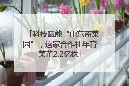 科技赋能“山东南菜园”，这家合作社年育菜苗2.2亿株