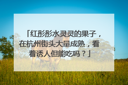 红彤彤水灵灵的果子，在杭州街头大量成熟，看着诱人但能吃吗？