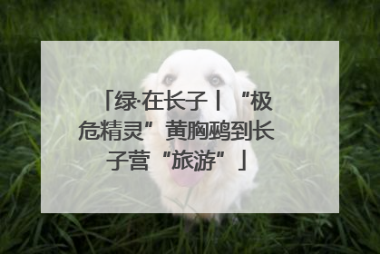 绿·在长子丨“极危精灵”黄胸鹀到长子营“旅游”