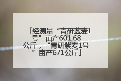 经测量“青研蓝麦1号”亩产601.68公斤，“青研紫麦1号”亩产671公斤