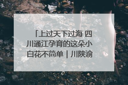 上过天下过海 四川通江孕育的这朵小白花不简单｜川陕渝网络名人巴中行