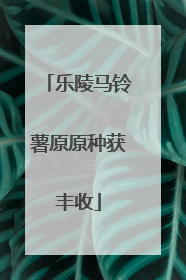 乐陵马铃薯原原种获丰收