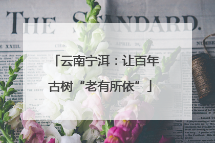 云南宁洱：让百年古树“老有所依”