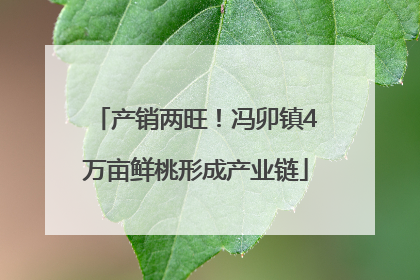 产销两旺！冯卯镇4万亩鲜桃形成产业链