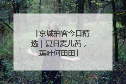 京城拍客今日精选｜夏日麦儿黄，莲叶何田田