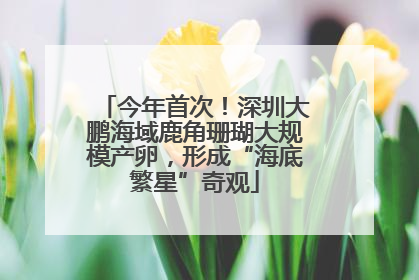 今年首次！深圳大鹏海域鹿角珊瑚大规模产卵，形成“海底繁星”奇观