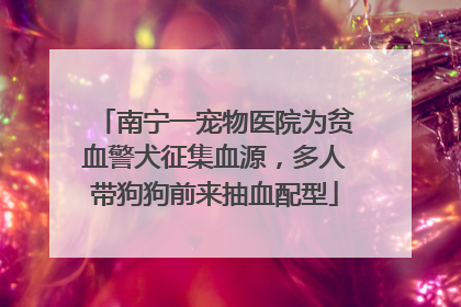 南宁一宠物医院为贫血警犬征集血源，多人带狗狗前来抽血配型
