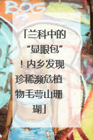 兰科中的“显眼包”！内乡发现珍稀濒危植物毛萼山珊瑚