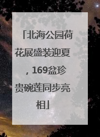 北海公园荷花展盛装迎夏，169盆珍贵碗莲同步亮相