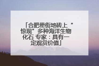 合肥罍街地砖上“惊现”多种海洋生物化石 专家：具有一定观赏价值