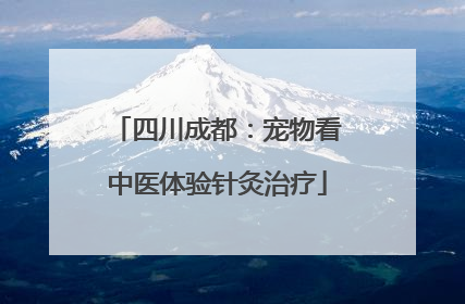 四川成都：宠物看中医体验针灸治疗