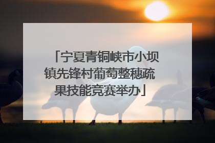 宁夏青铜峡市小坝镇先锋村葡萄整穗疏果技能竞赛举办