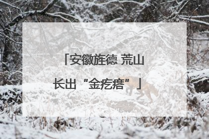 安徽旌德 荒山长出“金疙瘩”