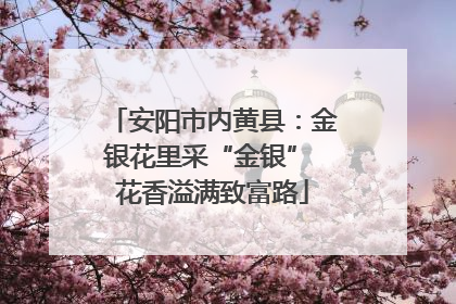 安阳市内黄县：金银花里采“金银” 花香溢满致富路