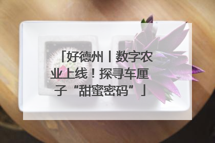 好德州丨数字农业上线！探寻车厘子“甜蜜密码”
