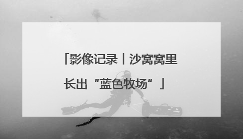 影像记录丨沙窝窝里长出“蓝色牧场”