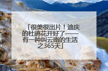很美很出片！迪庆的杜鹃花开好了——有一种叫云南的生活之365天