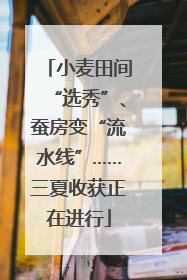 小麦田间“选秀”、蚕房变“流水线”……三夏收获正在进行