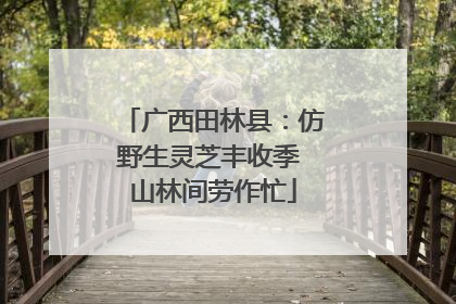 广西田林县：仿野生灵芝丰收季 山林间劳作忙