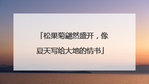 松果菊翩然盛开，像夏天写给大地的情书