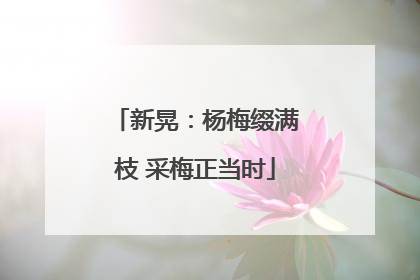 新晃：杨梅缀满枝 采梅正当时