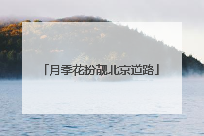 月季花扮靓北京道路