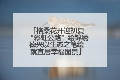 格桑花开迎初夏 “彩虹公路”绘锦绣 德兴以生态之笔绘就宜居幸福图景