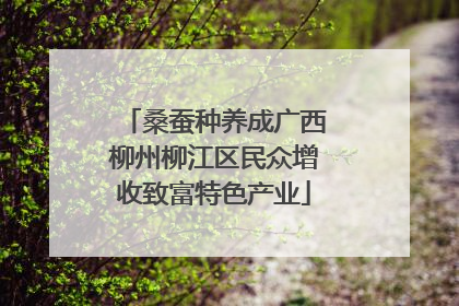 桑蚕种养成广西柳州柳江区民众增收致富特色产业