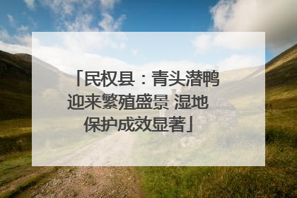 民权县：青头潜鸭迎来繁殖盛景 湿地保护成效显著
