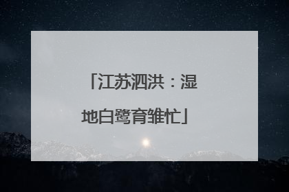 江苏泗洪：湿地白鹭育雏忙