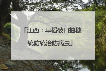 江西：早稻破口抽穗 统防统治防病虫