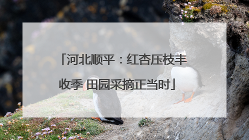 河北顺平：红杏压枝丰收季 田园采摘正当时