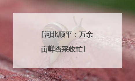 河北顺平：万余亩鲜杏采收忙