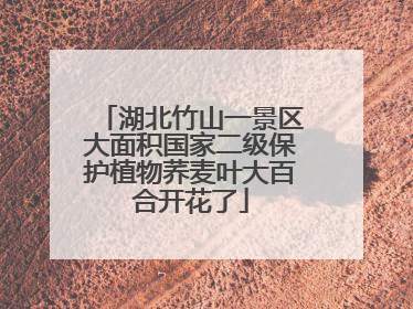 湖北竹山一景区大面积国家二级保护植物荞麦叶大百合开花了