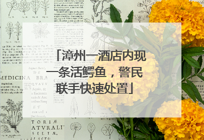 漳州一酒店内现一条活鳄鱼，警民联手快速处置