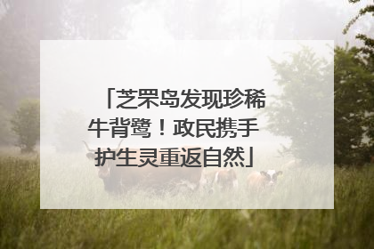 芝罘岛发现珍稀牛背鹭！政民携手护生灵重返自然