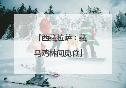 西藏拉萨：藏马鸡林间觅食