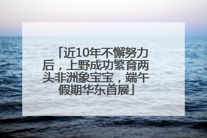近10年不懈努力后，上野成功繁育两头非洲象宝宝，端午假期华东首展