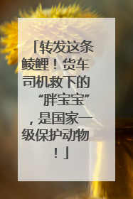转发这条鲮鲤！货车司机救下的“胖宝宝”，是国家一级保护动物！