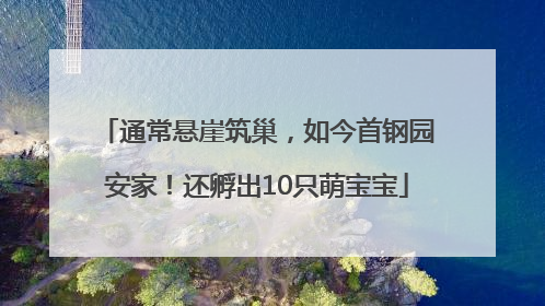 通常悬崖筑巢，如今首钢园安家！还孵出10只萌宝宝