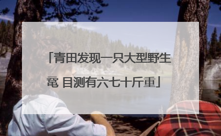 青田发现一只大型野生鼋 目测有六七十斤重