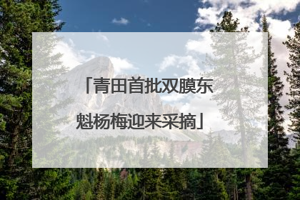 青田首批双膜东魁杨梅迎来采摘