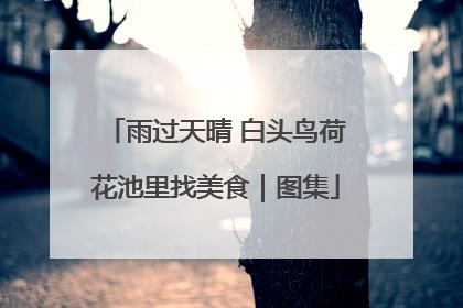 雨过天晴 白头鸟荷花池里找美食｜图集