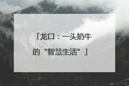 龙口：一头奶牛的“智慧生活”